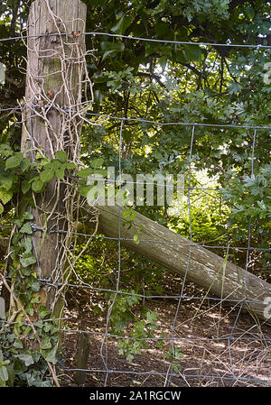 Zaun und Fencepost abstraktes Foto mit lokaler Vegetation im Hastings Country Park, East Sussex, England, Großbritannien, Europa Stockfoto