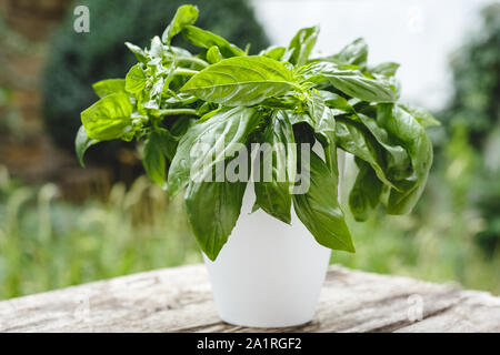 Frisches Basilikum Kraut in weißen Topf wachsen auf einem rustikalen Holztisch für alternative Medizin. Home Garten auf dem Balkon für gesundes Kochen, Kräuter und Gewürze Stockfoto