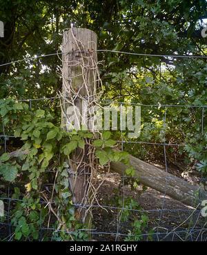 Zaun und Fencepost abstraktes Foto mit lokaler Vegetation im Hastings Country Park, East Sussex, England, Großbritannien, Europa Stockfoto