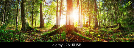 Tanne Holz in den frühen Morgenstunden mit schönen Sonnenlicht Stockfoto