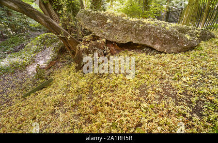 Verfallene gelbe Samenschoten auf harter Oberfläche und verfallende Baumstumpf im Herbst, London, England, Großbritannien, Europa Stockfoto