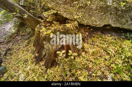 Verfallene gelbe Samenschoten auf harter Oberfläche und verfallende Baumstumpf im Herbst, London, England, Großbritannien, Europa Stockfoto