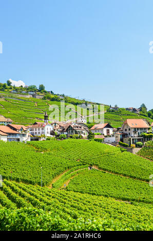 Herrliche Weinberge in der Weinregion Lavaux, Schweiz. Das Weinanbaugebiet von Genfer See. Grüner Weinberg am Hang. Der Bereich, der durch die Dörfer Villette, Epesses und Riex. Vertikale Foto. Stockfoto