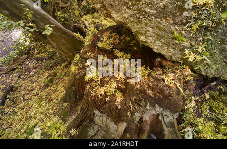 Verfallene gelbe Samenschoten auf harter Oberfläche und verfallende Baumstumpf im Herbst, London, England, Großbritannien, Europa Stockfoto