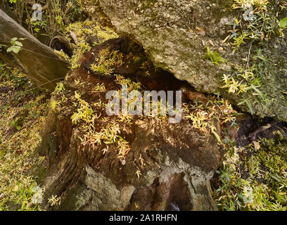 Verfallene gelbe Samenschoten auf harter Oberfläche und verfallende Baumstumpf im Herbst, London, England, Großbritannien, Europa Stockfoto