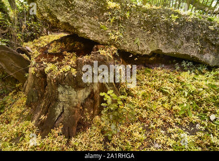 Verfallene gelbe Samenschoten auf harter Oberfläche und verfallende Baumstumpf im Herbst, London, England, Großbritannien, Europa Stockfoto