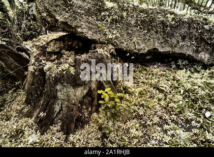 Verfallene gelbe Samenschoten auf harter Oberfläche und verfallende Baumstumpf im Herbst, London, England, Großbritannien, Europa Stockfoto