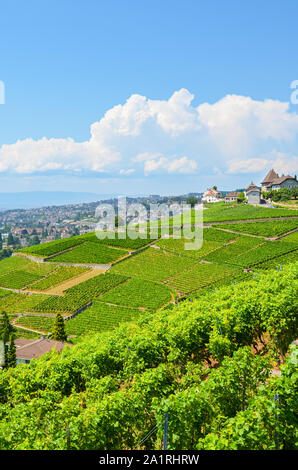 Reihen von Reben im Lavaux Wein Region, Schweiz. Das Weinanbaugebiet von Genfer See gelegen, Teil des UNESCO Weltkulturerbes. Der Bereich, der durch die Dörfer Villette, Epesses und Lutry. Stockfoto