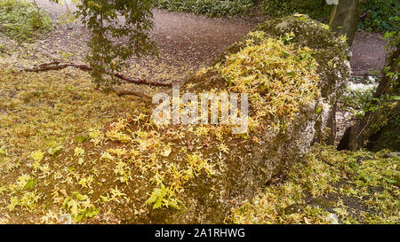 Verfallene gelbe Samenschoten auf harter Oberfläche und verfallende Baumstumpf im Herbst, London, England, Großbritannien, Europa Stockfoto