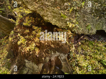 Verfallene gelbe Samenschoten auf harter Oberfläche und verfallende Baumstumpf im Herbst, London, England, Großbritannien, Europa Stockfoto