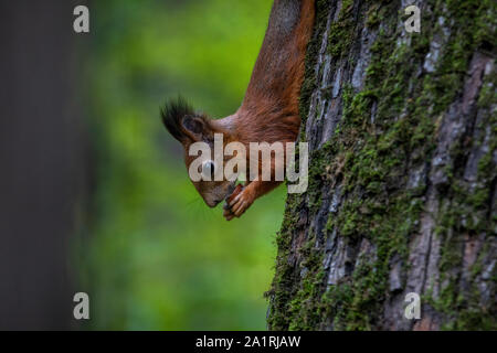 Ein Eichhörnchen essen eine Mutter auf einem Baum in einem Wald Stockfoto