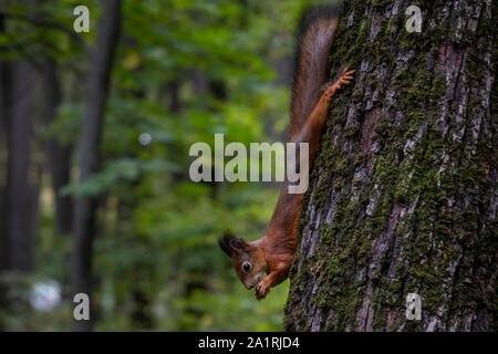 Ein Eichhörnchen essen eine Mutter auf einem Baum in einem Wald Stockfoto