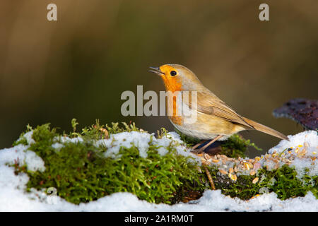 Robin [Erithacus rubecula] singen auf verschneiten anmelden Stockfoto