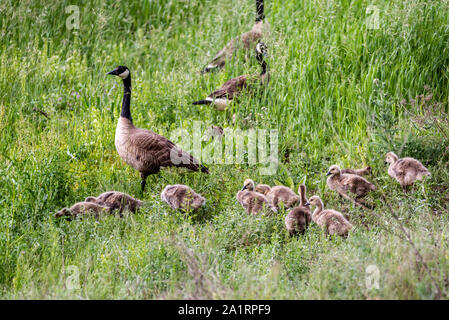 Schar Gänse an Turnbull National Wildlife Refuge. Stockfoto