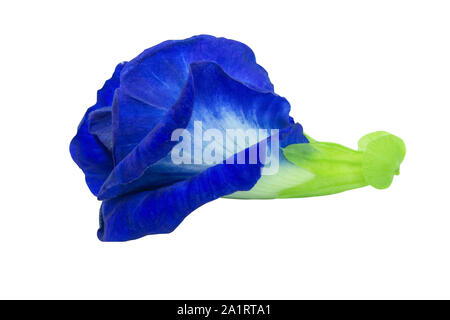 Butterfly pea Pea, Blau auf weißem Hintergrund mit Freistellungspfad isoliert. Stockfoto