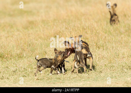 Wilder Hund Welpen Fütterung von Erwachsenen, anderen Erwachsenen im Hintergrund, Querformat, Ol Pejeta Conservancy, Laikipia, Kenia, Afrika Stockfoto