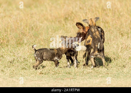 Wilder Hund Welpen Fütterung von einem Erwachsenen,, Ol Pejeta Conservancy, Laikipia, Kenia, Afrika Stockfoto