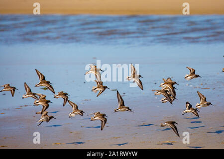 Semipalmated Sandpiper (calidris Pusilla) fkying auf der Oregon Küste Stockfoto