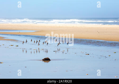 Semipalmated Sandpiper (calidris Pusilla) ist aus dem Pazifischen Ozean auf der Oregon Küste Stockfoto