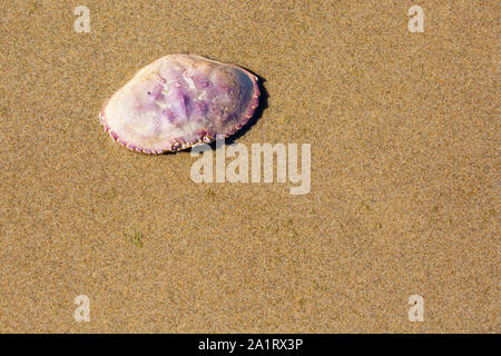 Leere Hülle einer Dungeness crab sitzt am Strand Stockfoto