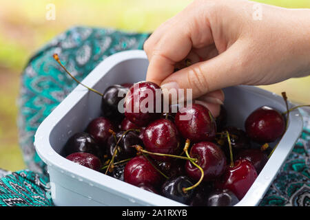Behälter mit frischen Kirschen auf den Knien durch ein Mädchen gehalten Stockfoto