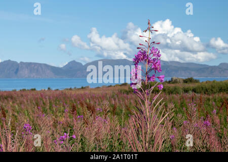 Fireweed an Grunnfor auf Austvagoy im nördlichen Lofoten mit Blick nach Norden in Richtung Vesteralen Stockfoto