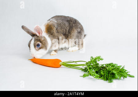 Zwerg Kaninchen essen orange Karotte auf hellen Hintergrund Stockfoto