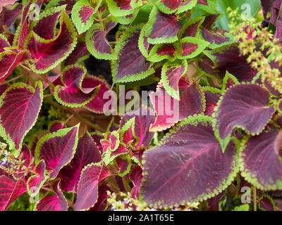 Coleus, Zierpflanzen. Home Decor. Stockfoto