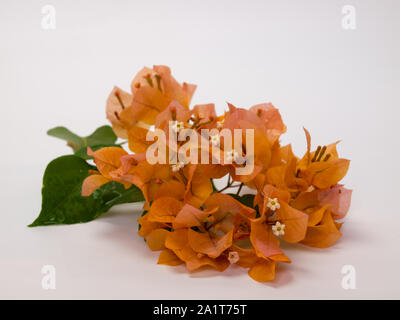 Orange bougainvillea Blume auf weißem Hintergrund Stockfoto