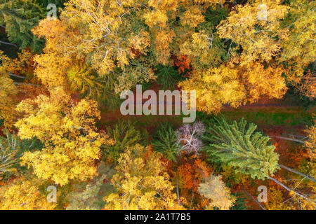 Top Luftaufnahme von bunten Wald mit einem Wanderweg im Wald schöne helle Kronen der Bäume im Herbst Stockfoto