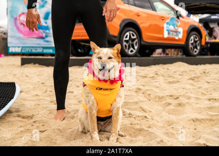 Huntington Beach, CA, USA. 28. September 2019. Skyler vor seiner Wärme. Credit: Ben Nichols/Alamy leben Nachrichten Stockfoto