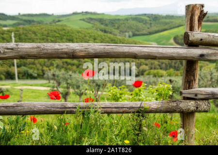 Roter Mohn schießen durch ein hölzernes Tor mit Blick auf einen grünen toskanischen Hügel Stockfoto