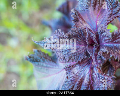 Anlage schwarz Brennnessel wächst outdoor Detailansicht perilla frutescens Stockfoto