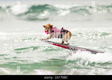 Huntington Beach, CA, USA. 28. September 2019. Skyler reitet die Nase. Credit: Ben Nichols/Alamy leben Nachrichten Stockfoto