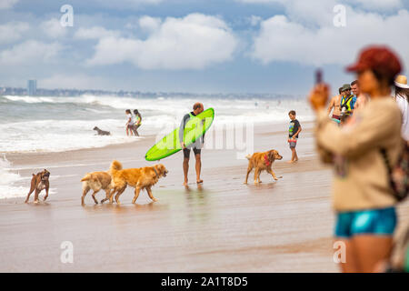 Huntington Beach, CA, USA. 28. September 2019. Eine Gruppe von Hunden spielen im Surf Hund Hund Wettbewerb in Huntington Beach. Credit: Ben Nichols/Alamy leben Nachrichten Stockfoto