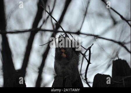 Eichhörnchen Essen Erdnuss Stockfoto