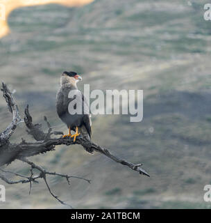 Karakara thront auf einem toten Baum bei Torres del Paine Nationalpark, Chile Stockfoto