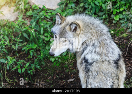 Schönen grauen Wolf läuft, im Wald Hintergrund. In der Nähe der natürlichen Umwelt zu Wolf. Nahaufnahme, Porträt der Timber Wolf in der kanadischen Wald Stockfoto