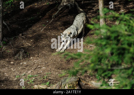 Wolf in einer entspannten Position, im Wald Hintergrund. In der Nähe von Wolf ruht in natürlicher Umgebung. Nahaufnahme, Porträt der Timber Wolf in der Kanadischen Stockfoto