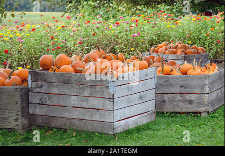 Große Holzkisten sind mit einem riesigen Haufen von rund gefüllt, orange Kürbisse auf einem Bauernhof in Michigan, USA Stockfoto