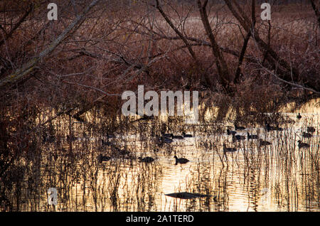 Herden von Enten schwimmen in einem Indiana Teich, wie die Sonne über dem Wildlife Preserve Stockfoto