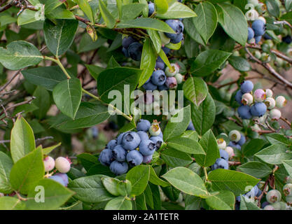 Wunderschöne Blumensträuße lila, Blaubeeren, wachsen Bu die Tausenden auf Büschen in dieser ländlichen Michigan USA blueberry Farm Stockfoto