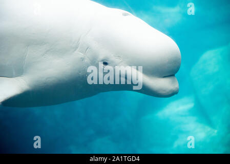 Beluga whale (Delphinapterus leucas) am Georgia Aquarium in der Innenstadt von Atlanta, Georgia. (USA) Stockfoto