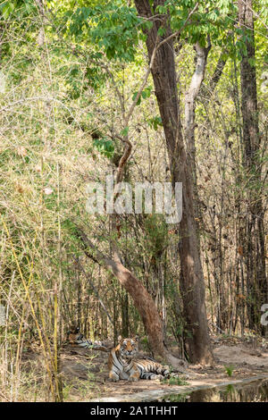 Wild und weiblich Tiger Cub in der Natur grün Hintergrund in der Nähe von Gewässer in der Sommersaison. Apex Predator der indischen Wald im Bandhavgarh National Park Stockfoto