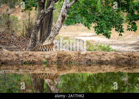 Wilde weibliche Tiger Cub in der Natur grün Hintergrund in der Nähe von Gewässer in der Sommersaison. Apex Predator der indischen Wald im Bandhavgarh National Park Stockfoto