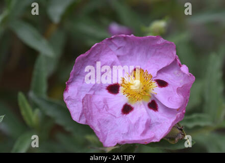 Orchid Rock Rose oder Cistus PURPUREUS fotografiert an der mediterranen Gärten in New Mexico Stockfoto