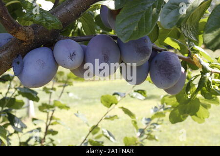 Reife saftige Pflaumen hängen von der Zweigstelle mit grünen Blätter, die Erntezeit. Stockfoto