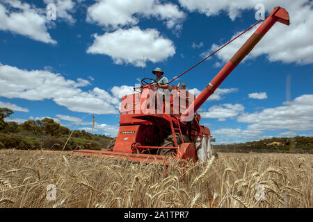 Ein Landwirt erntet ein broadacre paddock von Weizen mit einem Massey Ferguson 587 Feldhäcksler mit Kringin im Bundesstaat South Australia in Australien. Stockfoto