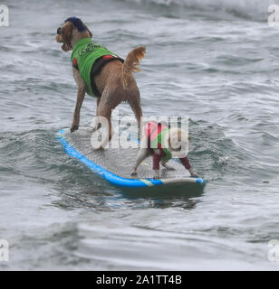 Huntington Beach, USA. 28 Sep, 2018. Zwei Hunde surfen während der jährlichen Surf City Surf Dog Wettbewerb in Huntington Beach, Kalifornien, USA, Sept. 28, 2018. Credit: Li Ying/Xinhua/Alamy leben Nachrichten Stockfoto