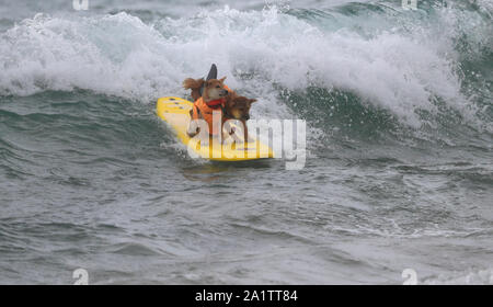 Huntington Beach, USA. 28 Sep, 2018. Zwei Hunde surfen während der jährlichen Surf City Surf Dog Wettbewerb in Huntington Beach, Kalifornien, USA, Sept. 28, 2018. Credit: Li Ying/Xinhua/Alamy leben Nachrichten Stockfoto